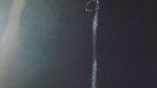 Just a Canadian chick on her late night walk [GIF]