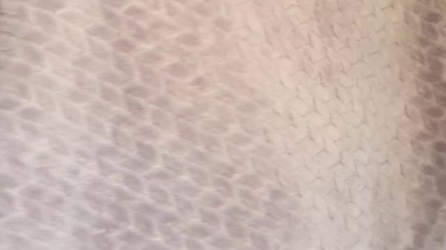 (5ft.) Slightly bbw art major, is my ass breedable?